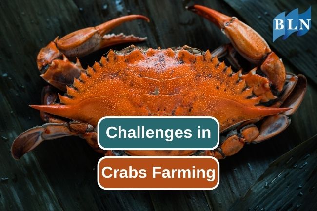 Learn the Challenges in Crabs Farming